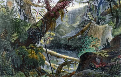 Vallée dans la Serra do Mar, illustration tirée de «Voyage pittoresque et historique au Brésil» de Jean-Baptiste Debret (1768-1848), publié à Paris, 1839